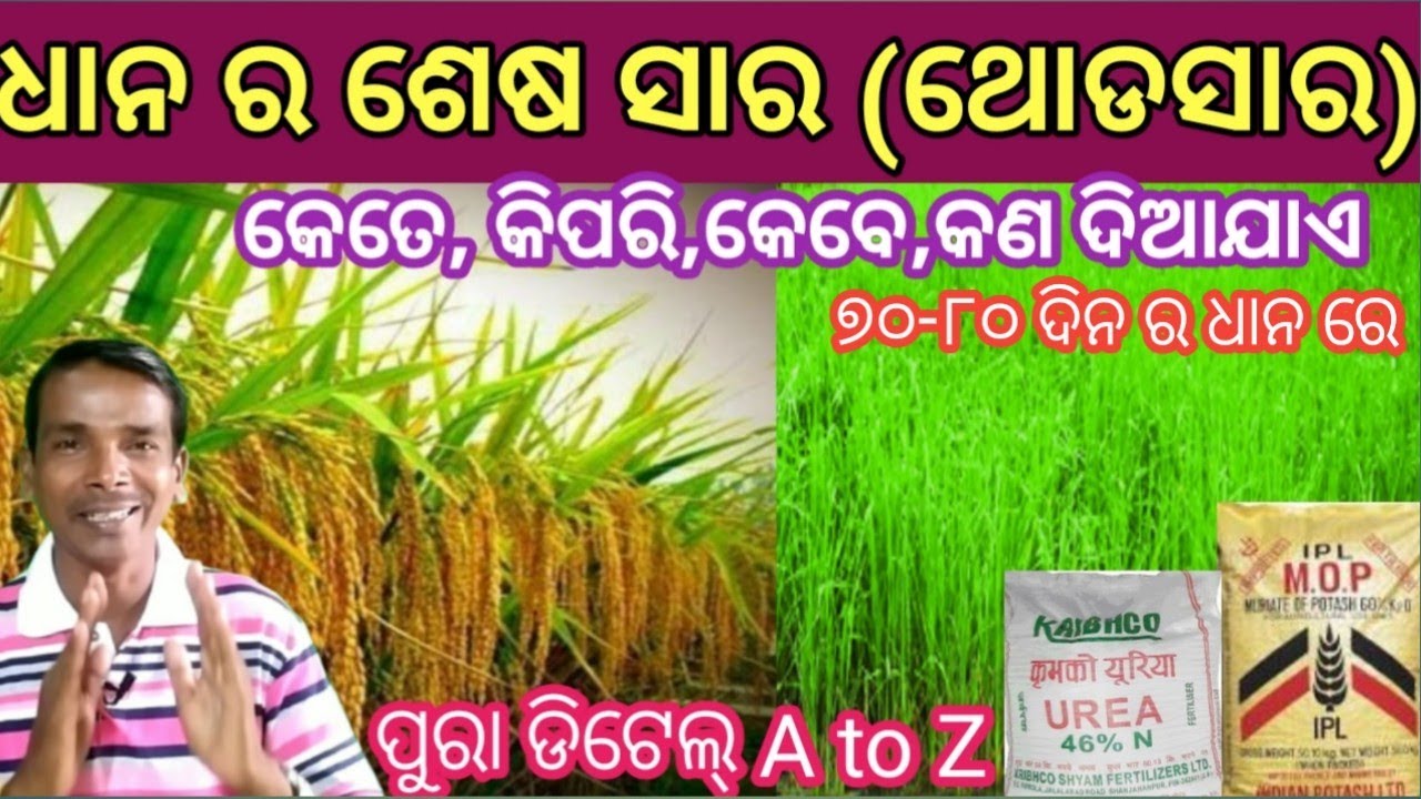 ଧାନ ରୁଆ ପରେ ଶେଷ ଥୋଡ ସାର// ଧାନ ଥୋଡ ସାର //ଧାନର ଲାଷ୍ଟ ସାର // last dose of paddy fartilizar