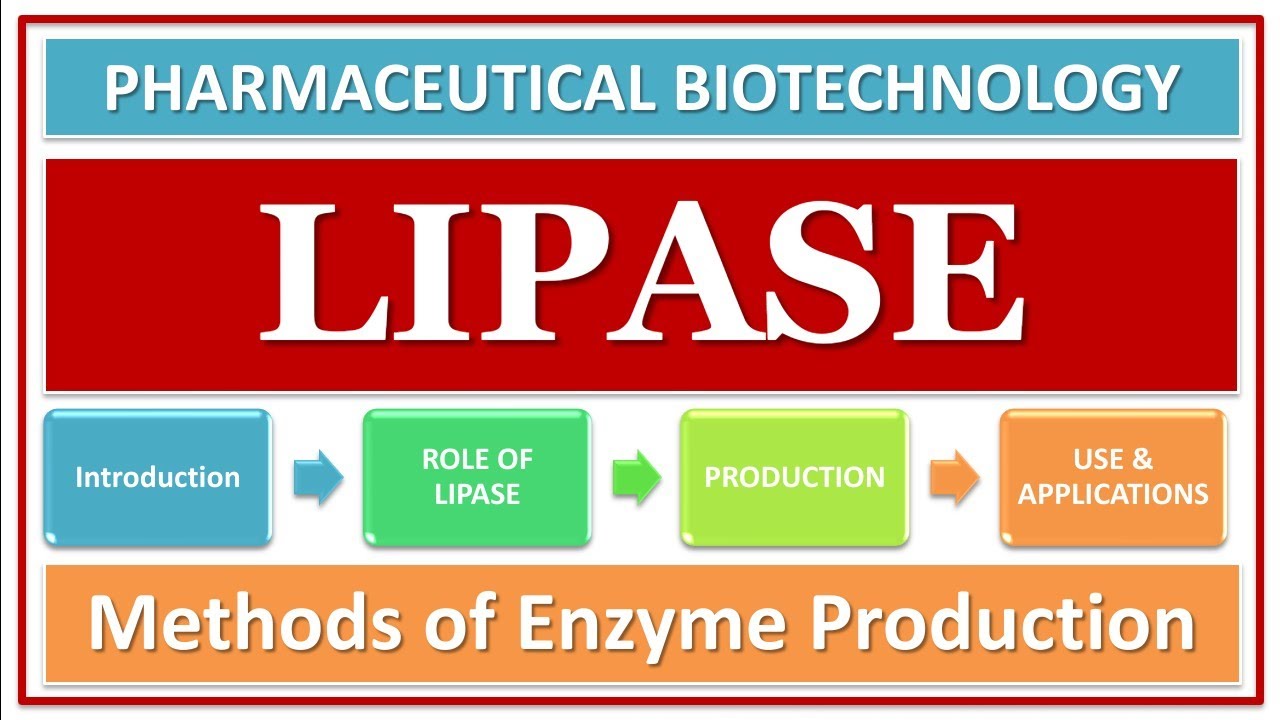 LIPASE ENZYME | ITS FUNCTION & ROLE | PRODUCTION USING MICROBES | APPLICATIONS | BIOTECHNOLOGY