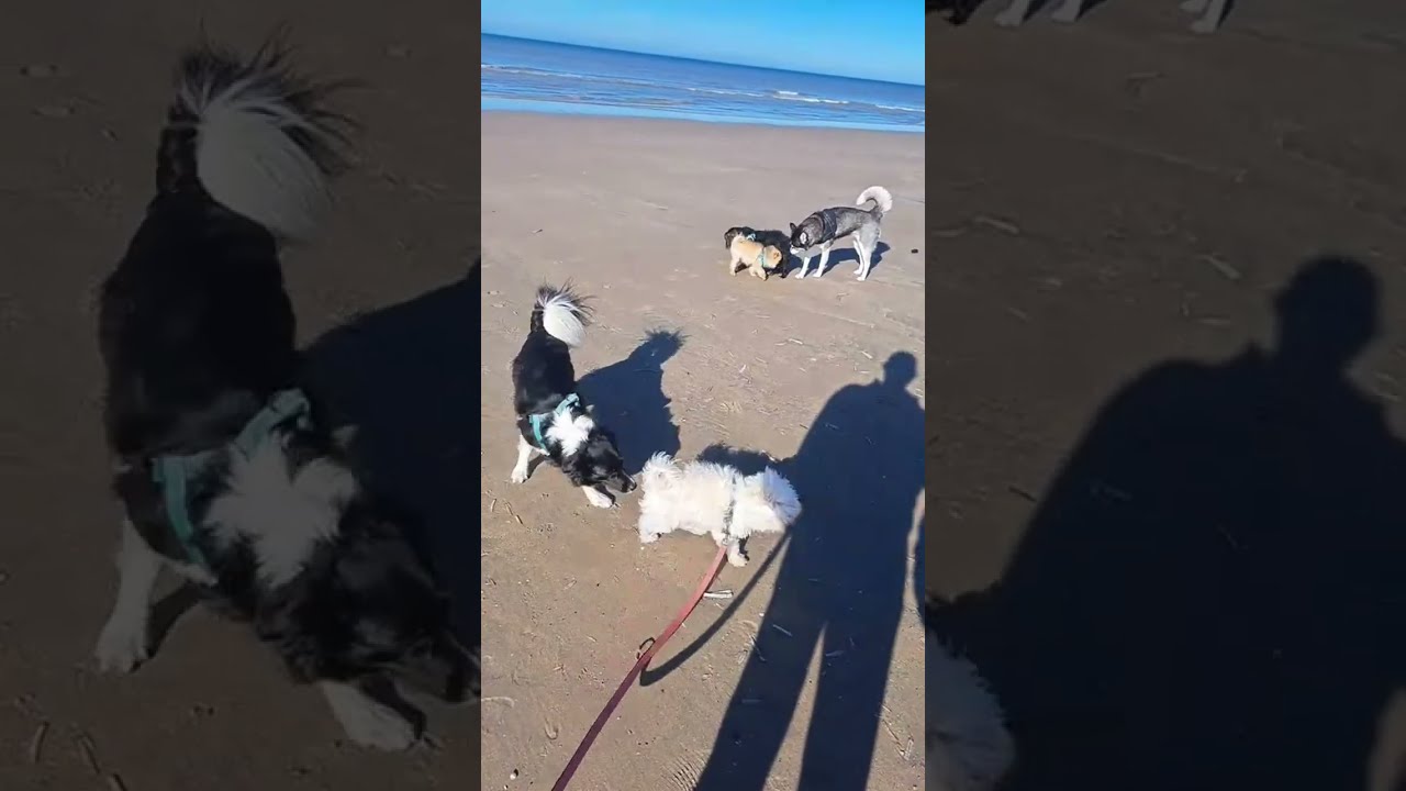 Gizmo the Pomeranian  is live @Zandvoort Beach