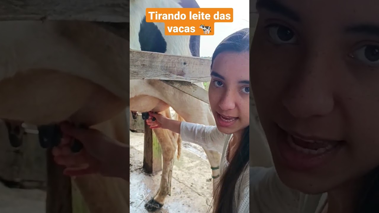 tirando leite das vacas 🐄