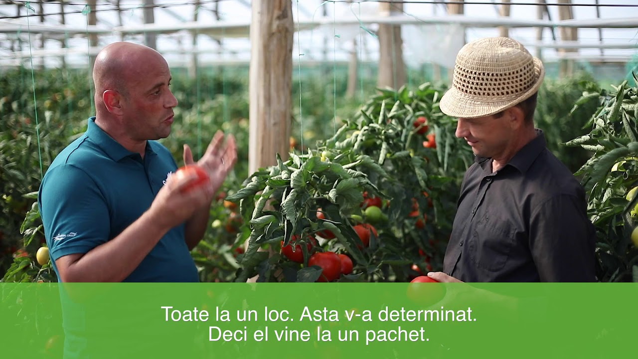 Matissimo F1, Episodul 3 - Recoltarea, locatia Fermier Radu Costache, loc. Matca, jud. Galati
