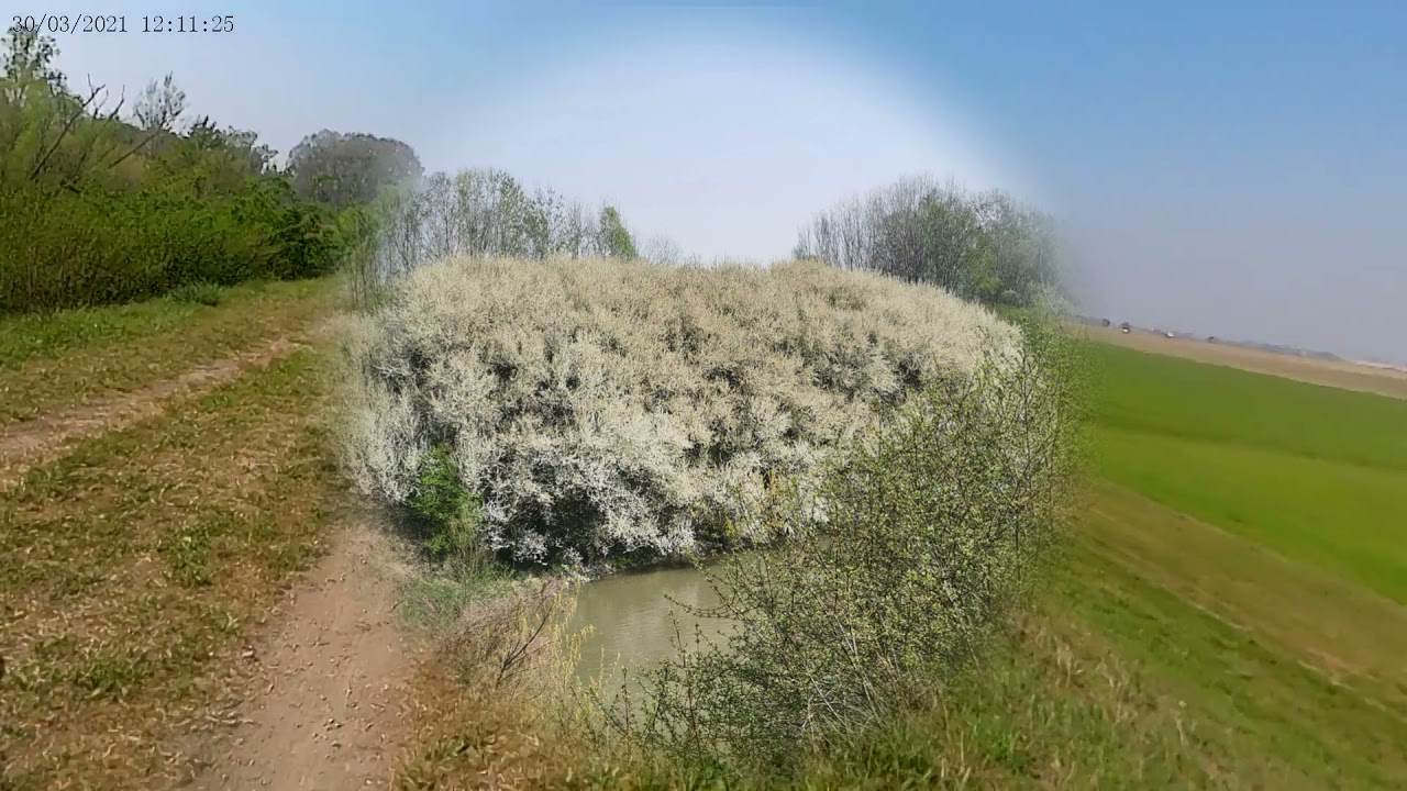Gorzone bosco lavacci