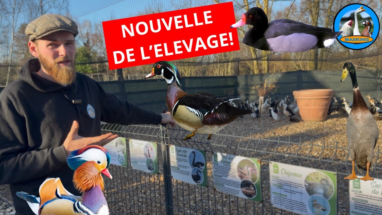 NOUVELLE DE L’ÉLEVAGE !
