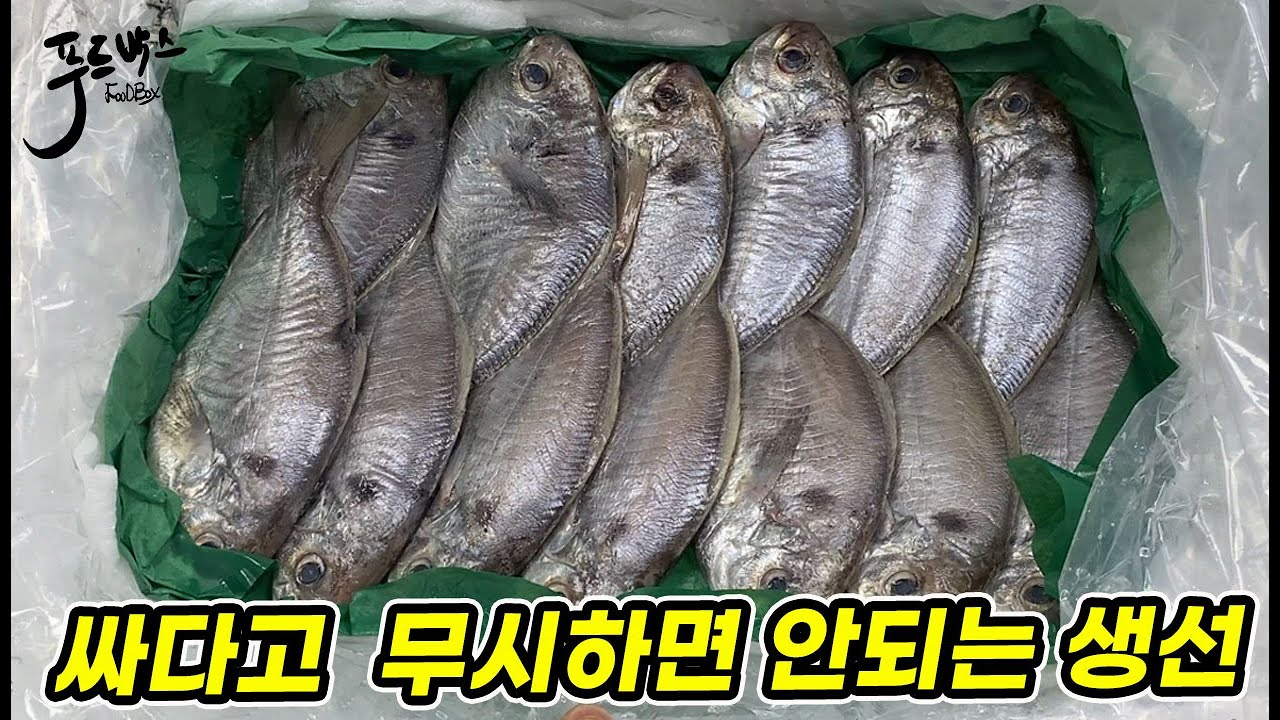 싸다고 무시했다가 난리 난 생선! 돌병어가 찢었다!
