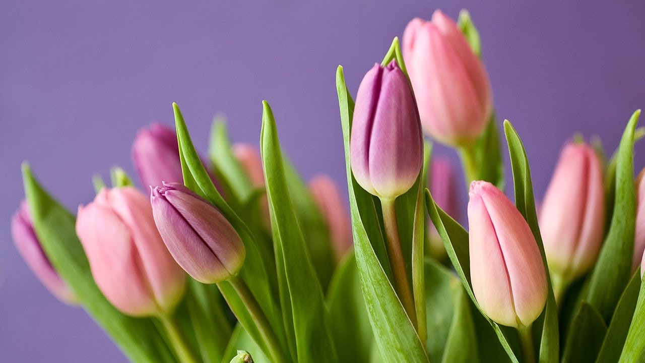Flowers | Nature Background Free Stock Videos | Free stock footage - No Copyright | All Video Free