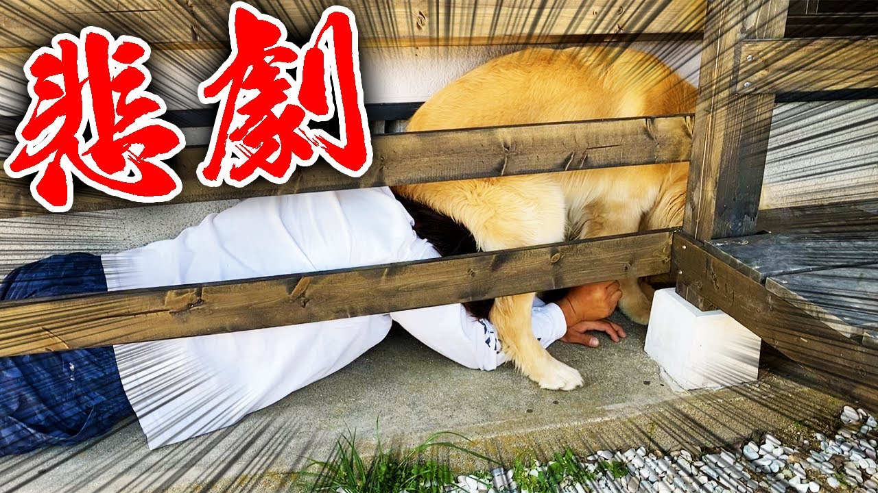 バックしてきたレトリバーの尻に下敷きにされる飼い主