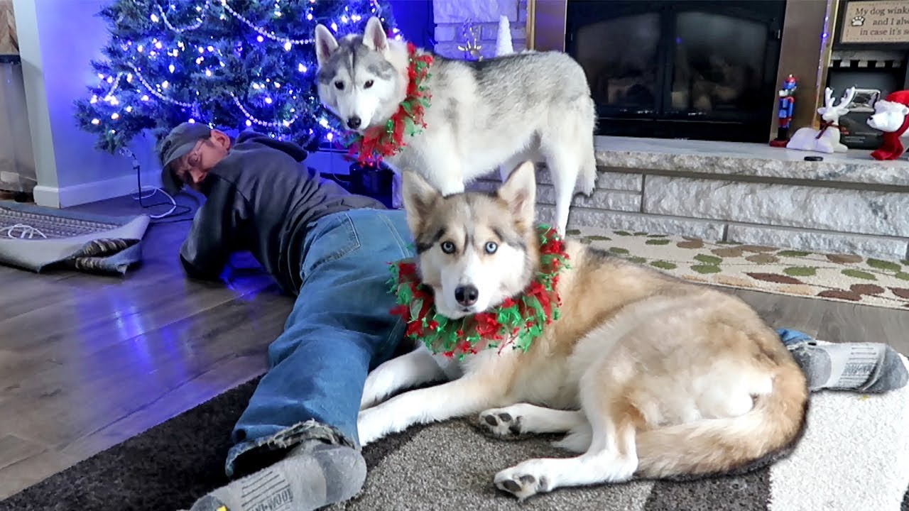 Shelby Just Wants to Help