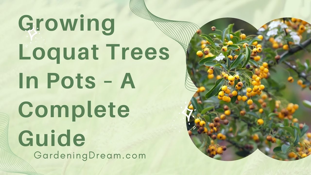 Growing Loquat Trees In Pots &ndash; A Complete Guide