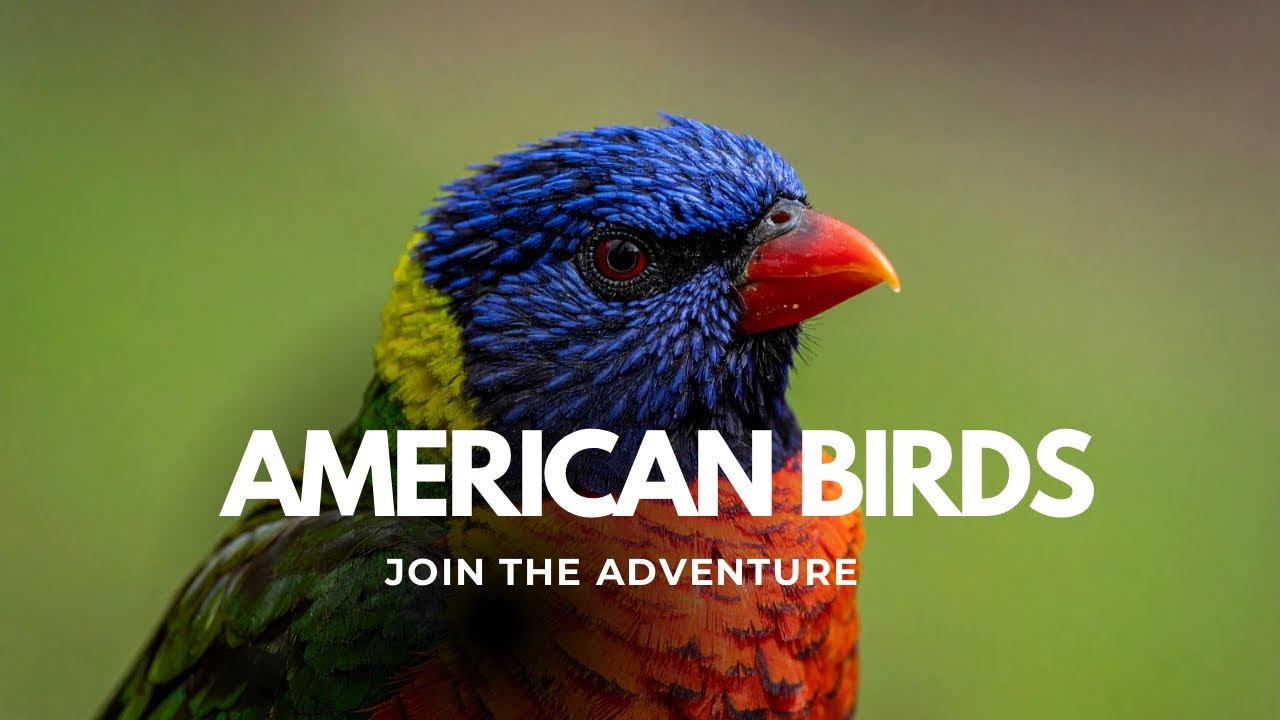 Most Beautiful Birds in America | Stunning Wildlife Footage