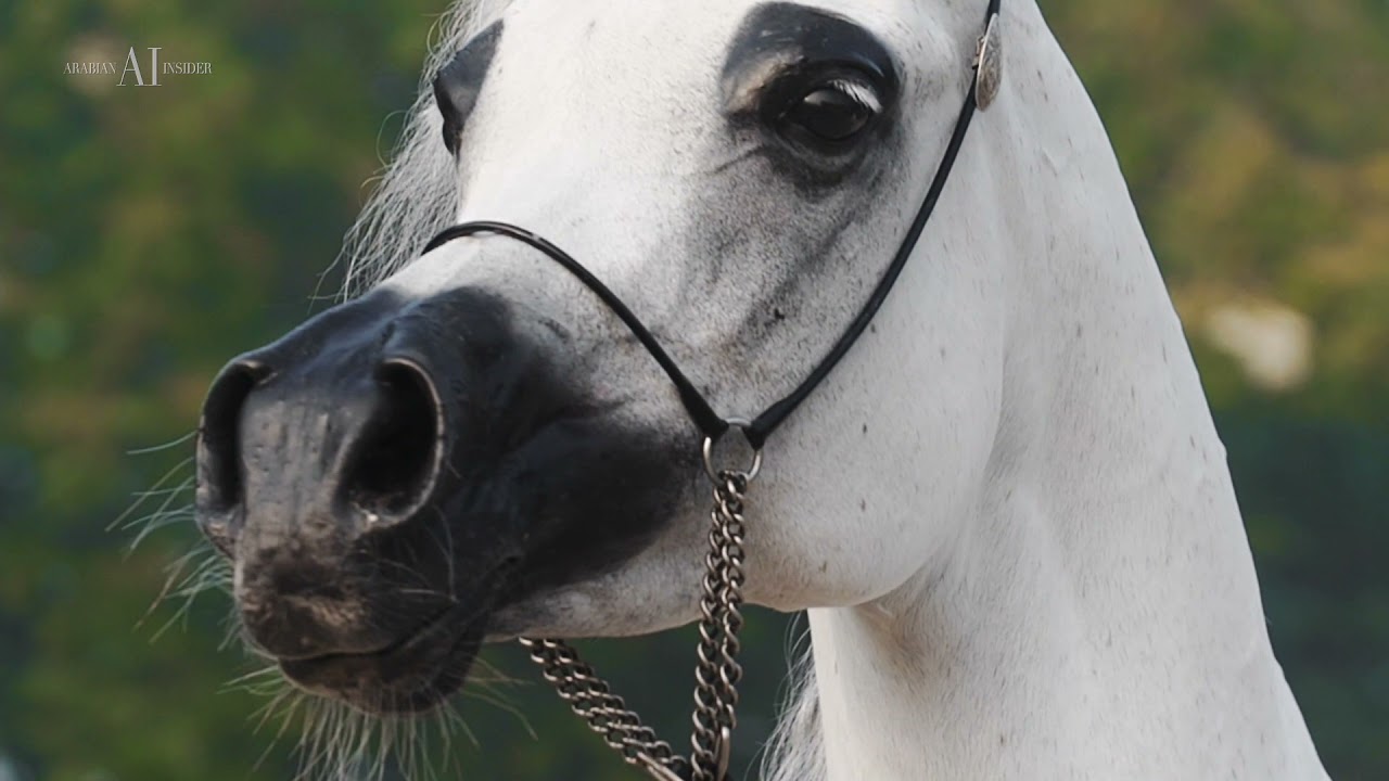 🌹 MOZN ALBIDAYER 🌹 (SMA MAGIC ONE x MATTAHARII), 2014 Mare