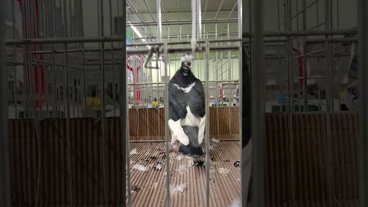 Staropolski Kraków wystawa 