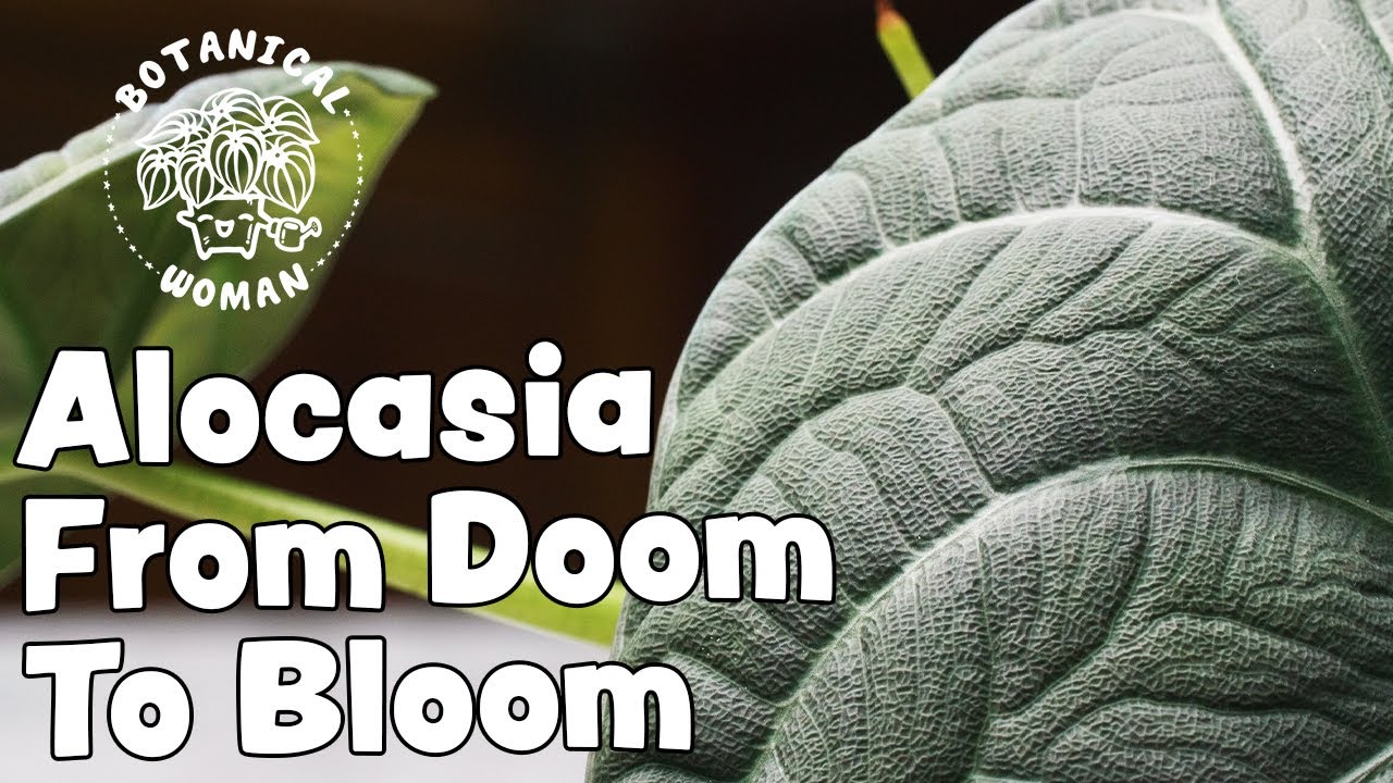 Four Care Tips From Doom to Bloom | Five Different Alocasia