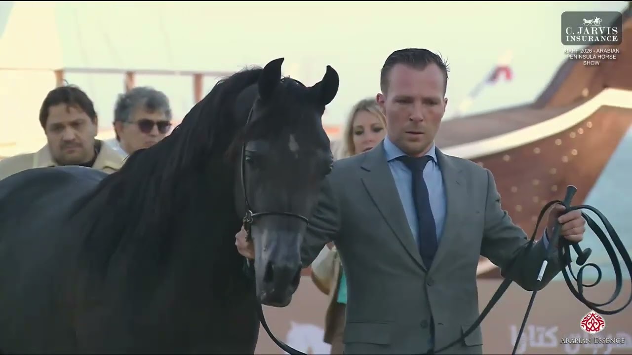 N 78 AK SINJAR   KIAHF 2026   Arabian Peninsula Horse Show   Junior Colts 2 Years Old Class 5