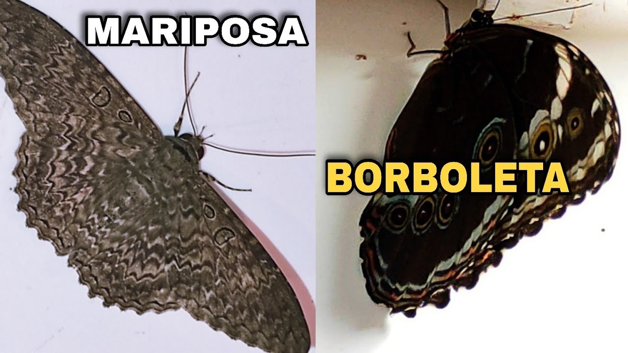 Lepidoptera Conhecendo as Borboletas e Mariposas de Perto