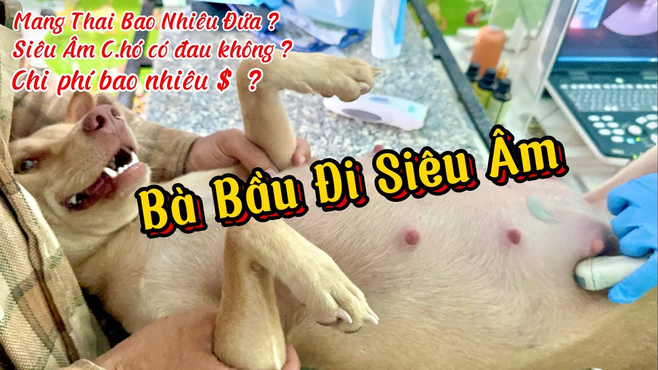 Siêu Âm Cho C.hó Là Như Thế Nào?  Bà Bầu Út Chét Đi Siêu Âm Dự Đoán Số Con