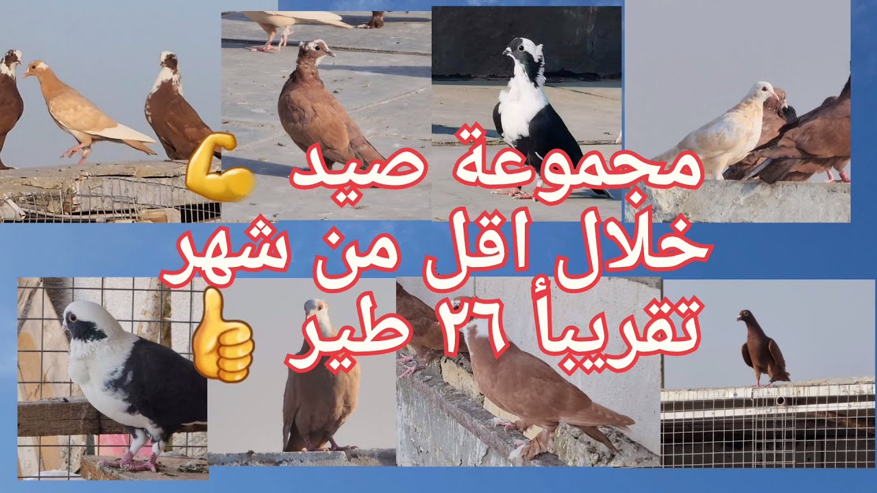 صيد ٢٦ طير 💪مجموعة صيد خلال اقل من شهر