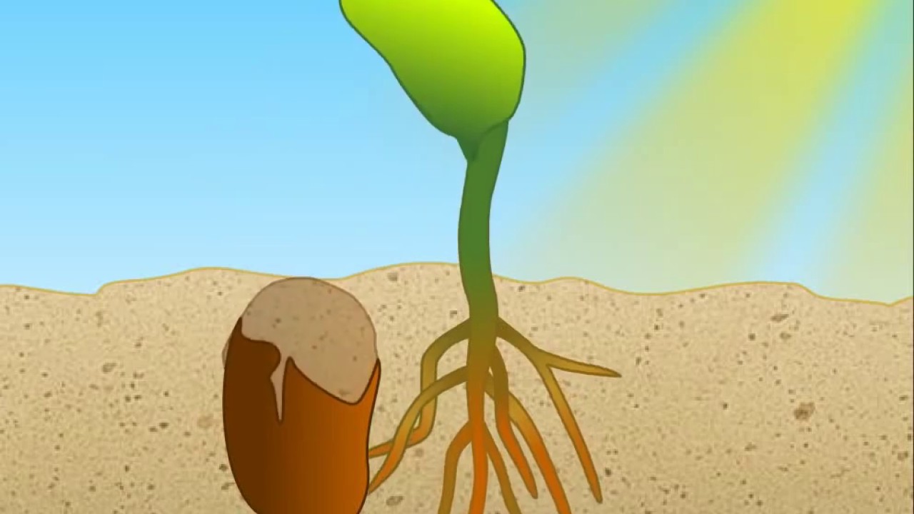 Phytochrome Signaling in Plants HD Animation