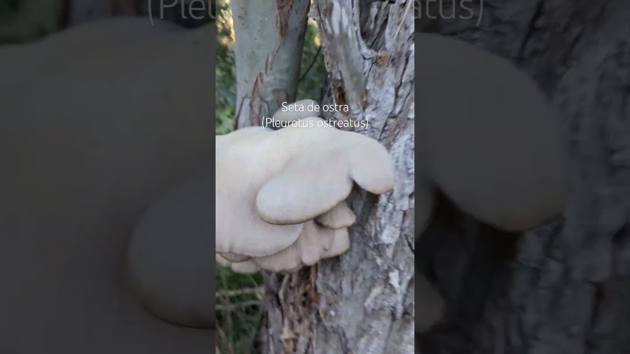 Seta de ostra (Pleurotus ostreatus) #setas #hongos #micologia #buscar #nature #naturaleza #bosque