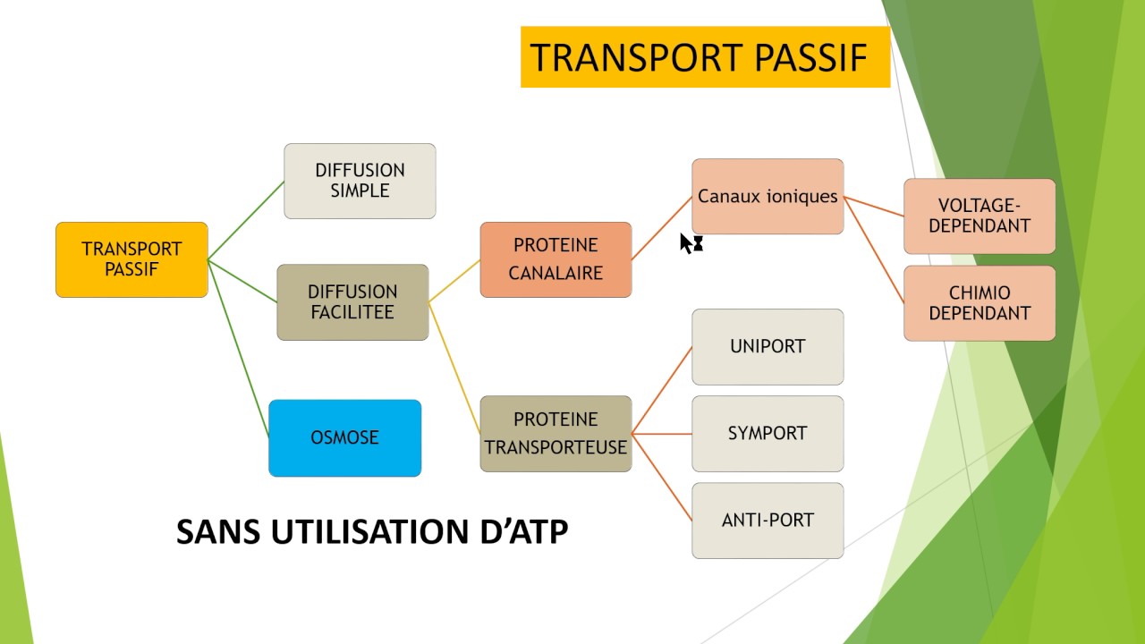 Transport membranaire: de A à Z