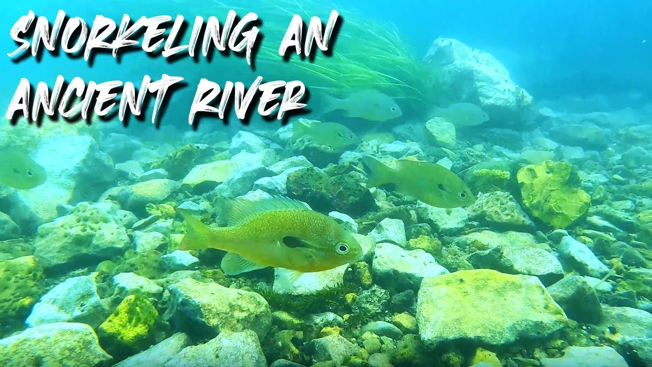 Best Snorkeling in Texas | The San Marcos River