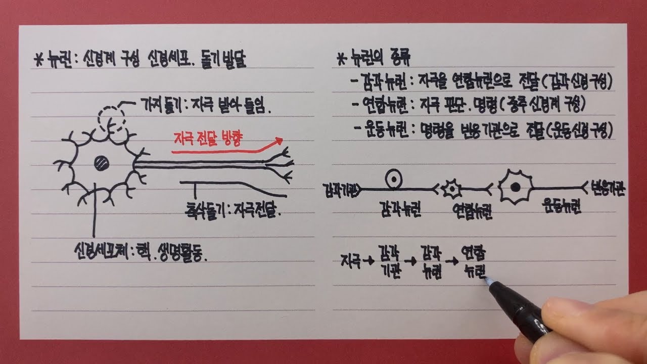 뉴런의 종류