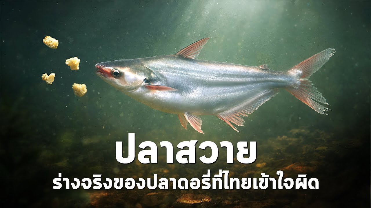 นานาสาระ ตอน ปลาสวาย ร่างจริงของปลาดอรี่ ที่คนไทยเข้าใจผิด