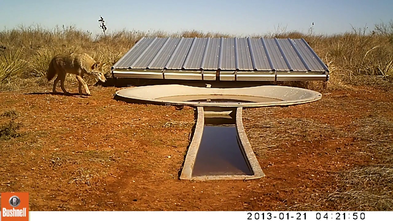 Coyotes and Quail