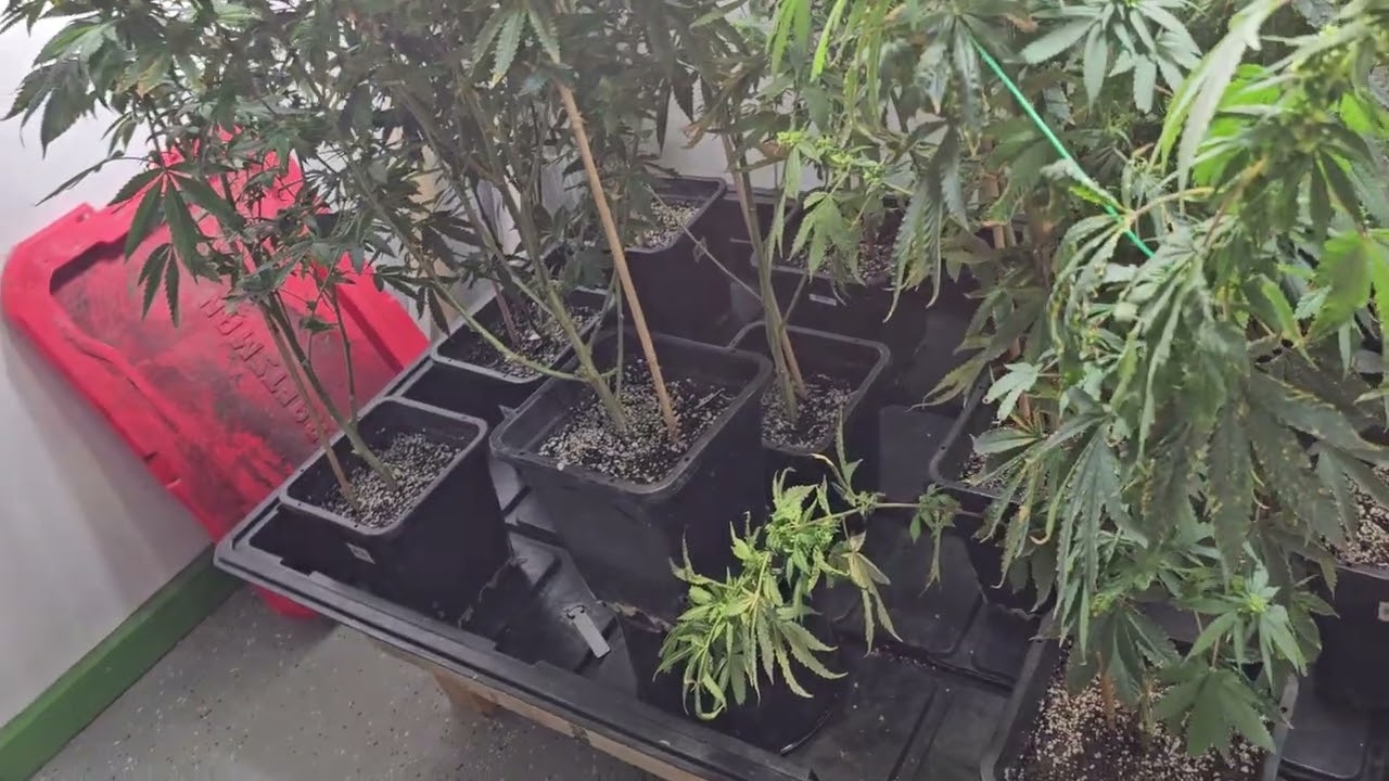 Making autoflower seeds