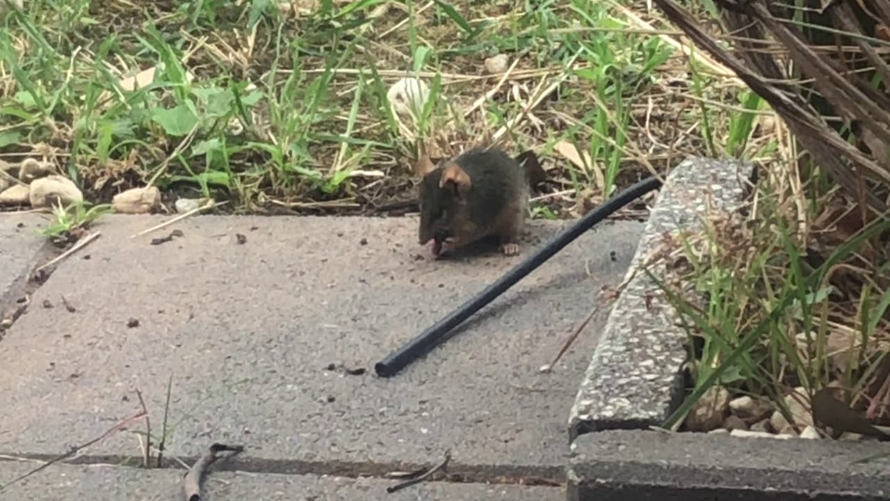 ANTECHINUS NOM NOM!