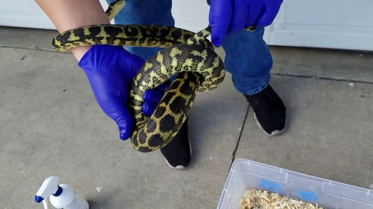 How to treat or prevent snake mites with frontline spray!