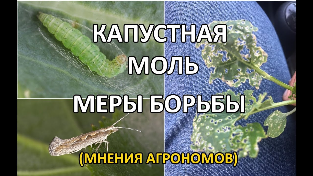 Капустная моль (меры борьбы)