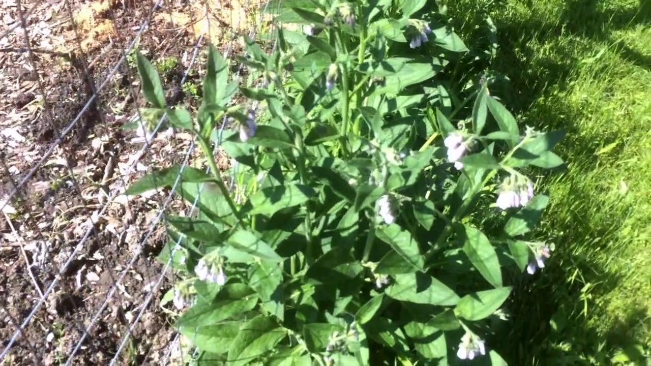 Comfrey Propagation - How Well Does it Work?