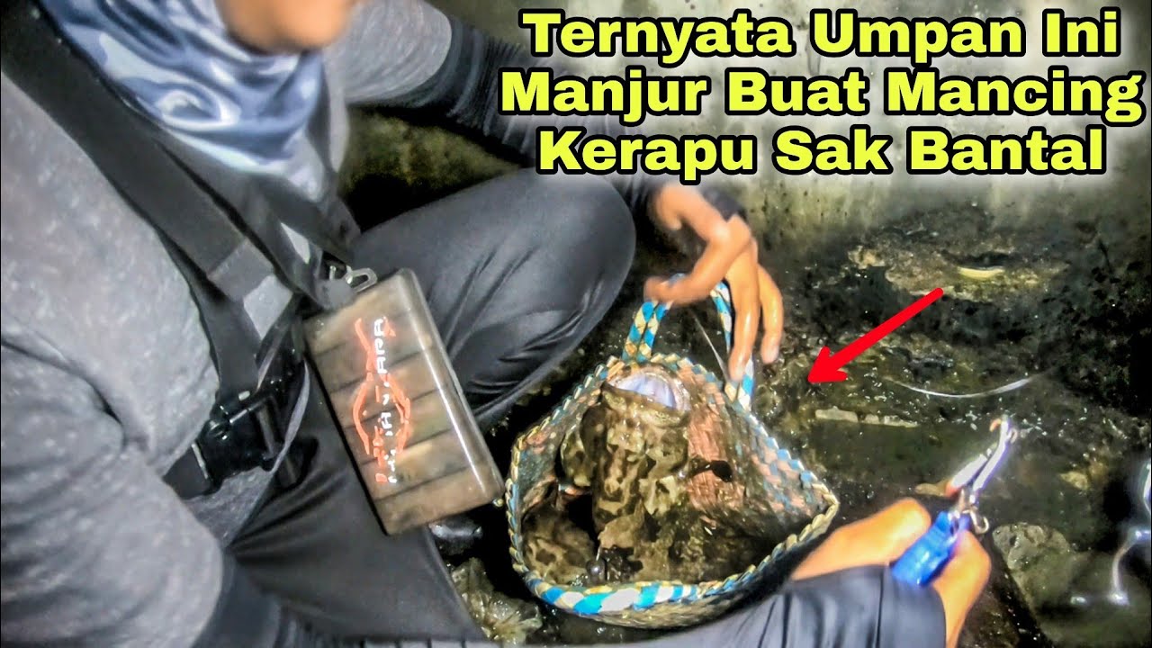Ternyata Umpan Ini Lebih Manjur Buat Mancing Kerapu Malam Hari !! Auto Panen Kerapu Sak Bantal !!!