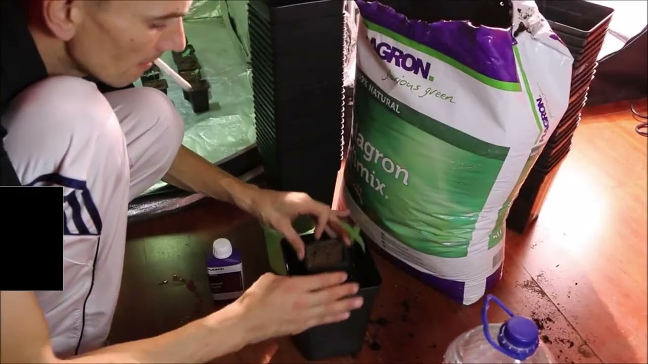 N&ordm;1 Seguimiento Semillas Americanas en Indoor LED VS LEC