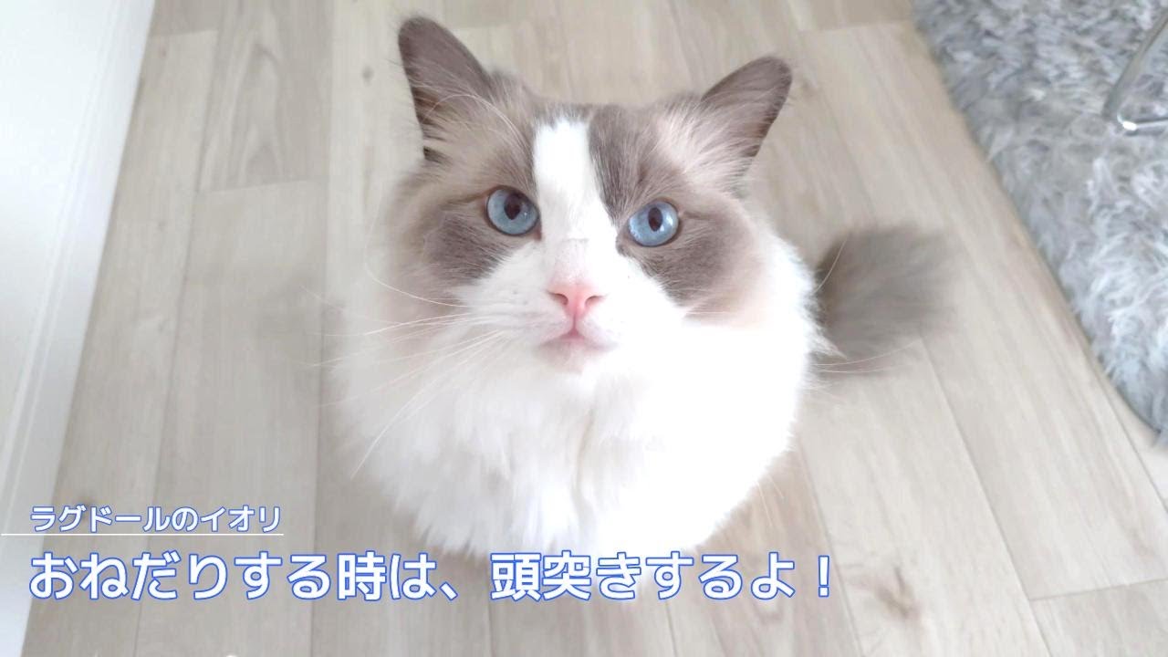 【ラグドール】おねだりする時は、頭突きするよ！