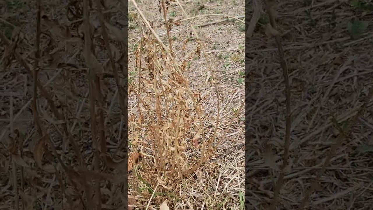 Como acabar com assapeixe e outraa pragas no pasto utilizando DMA