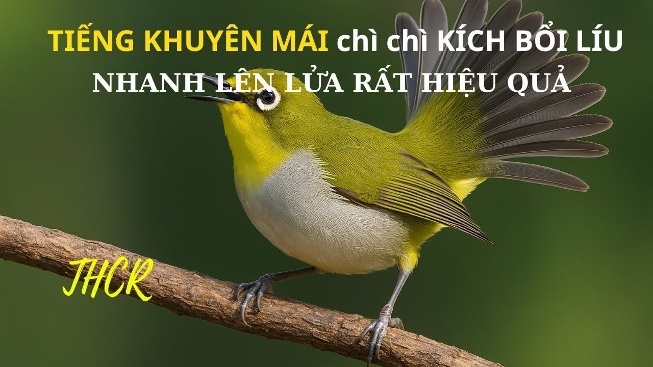 Tiếng Khuyên Mái – Âm Kích Bổi, Gọi Bầy Siêu Nhạy | THCR