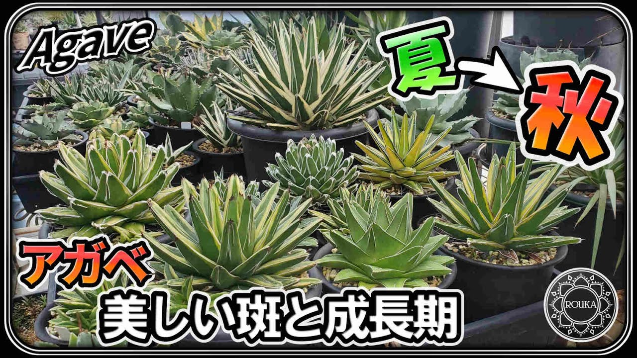 【アガベ】季節はもう秋！？美しく冴える斑と絶好調のアガベ達【Agave】【多肉植物】
