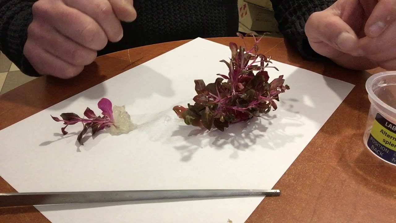 Обзор Аквариумное растение Альтернантера блестящая (ALTERNANTHERA SP. Splendida) в питательном геле