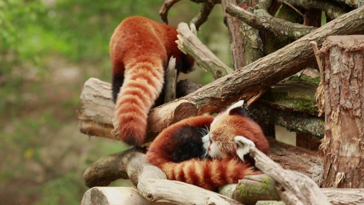 Les pandas roux du parc Animalier de Sainte-Croix