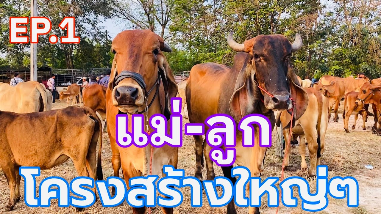 EP.1 #โคมแม่ลูกโครงสร้างใหญ่มาก #ชาร์โรเล่ส์ #ราคาวัววันนี้ 26 ก.พ. 2569 #ตลาดวัวบ้านกุดหว้า #animal