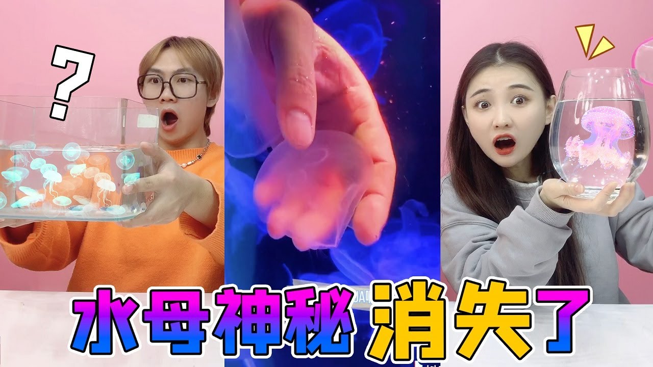 养了6天的水母“神秘失踪”？130元网购赤月水母，却在缸里消失了【桂圆子手作坊】