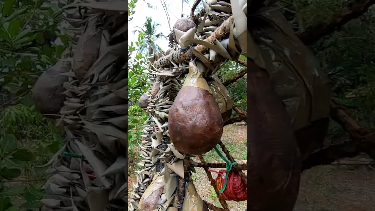Vishu 2025 Fireworks_Full video in channel #vishu #fireworks #festival #vedikkettu #kerala