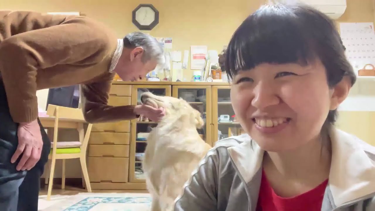 歯磨き🦷ワチャワチャ嚙み防止🐶ダブルハイタッチ✋【ルシェルと遊ぼう！生配信】ゴールデンレトリバー🐕 (2026/1/11 SHOWROOM)