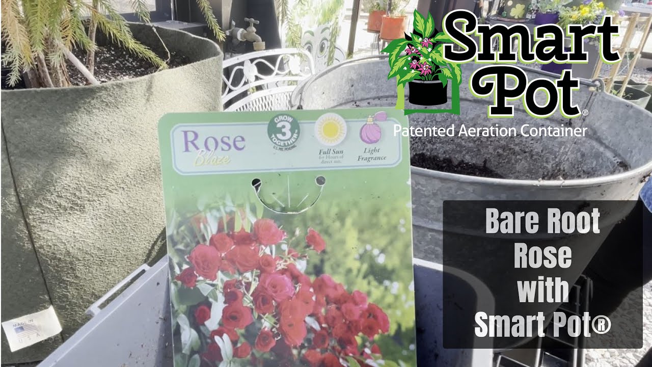Growing Bare Root Plants with Smart Pot&reg; - Part 3 - Roses - Ep. 14