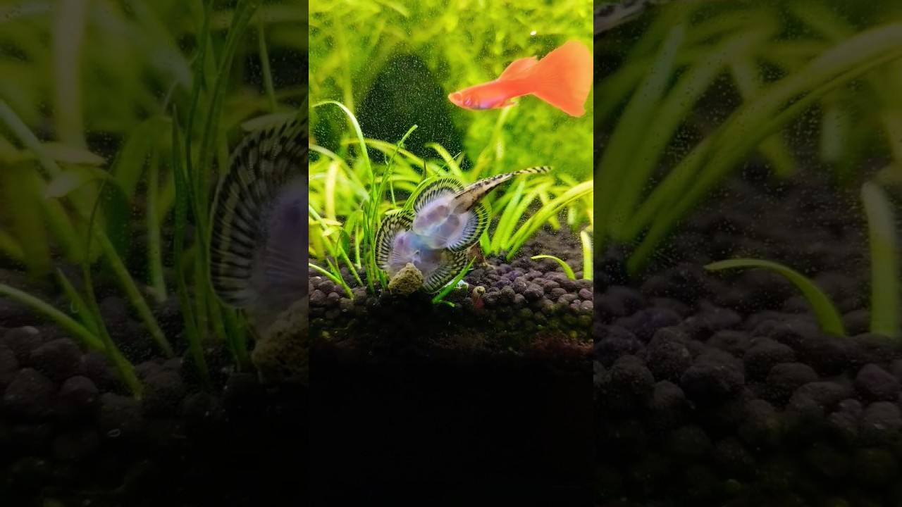 Hillstream Loach Care Tips