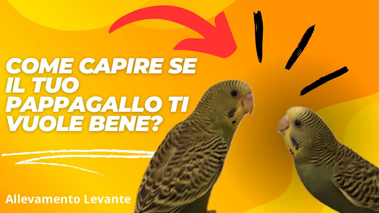 Pappagalli - Come le Cocorite manifestano il loro affetto