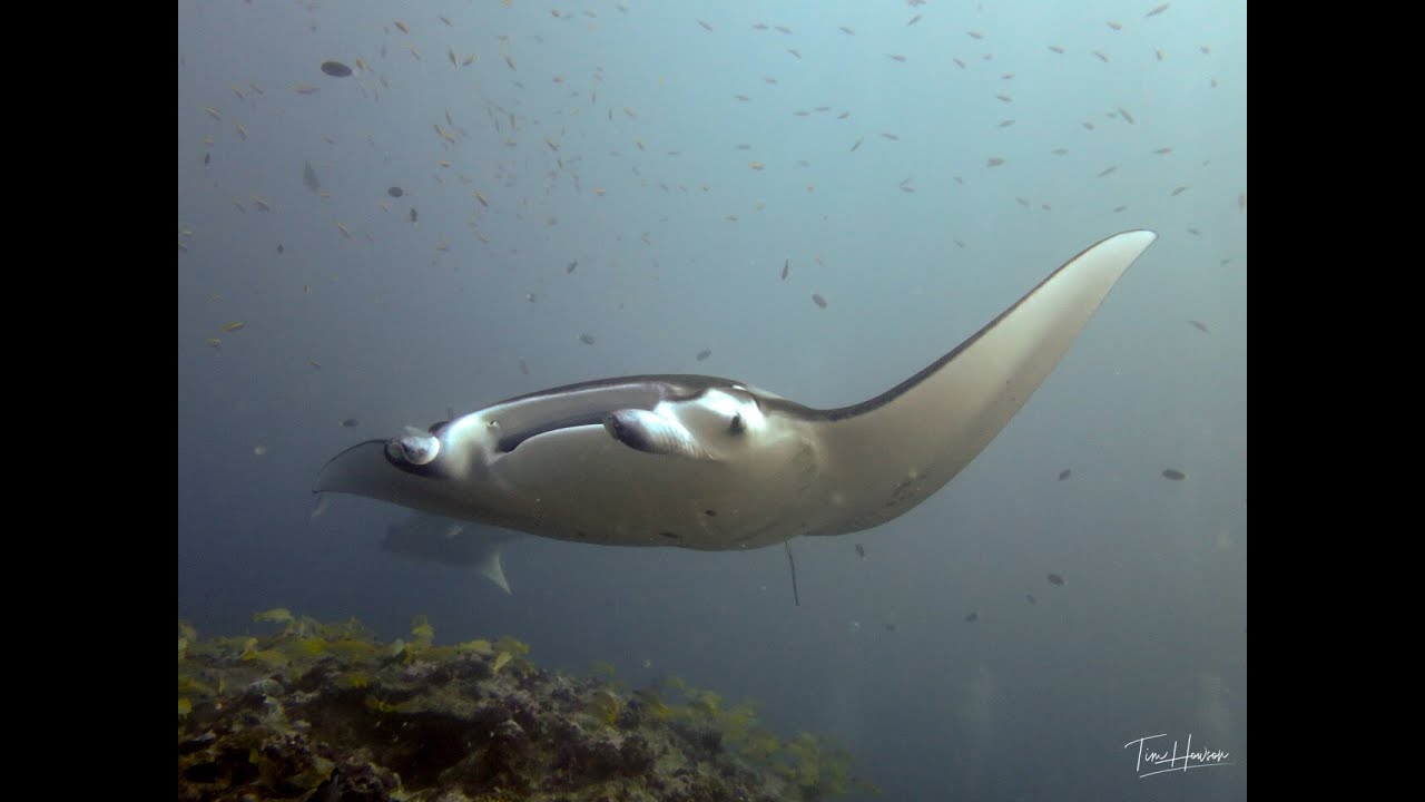 Maldives 2019   Moofushi Manta Point