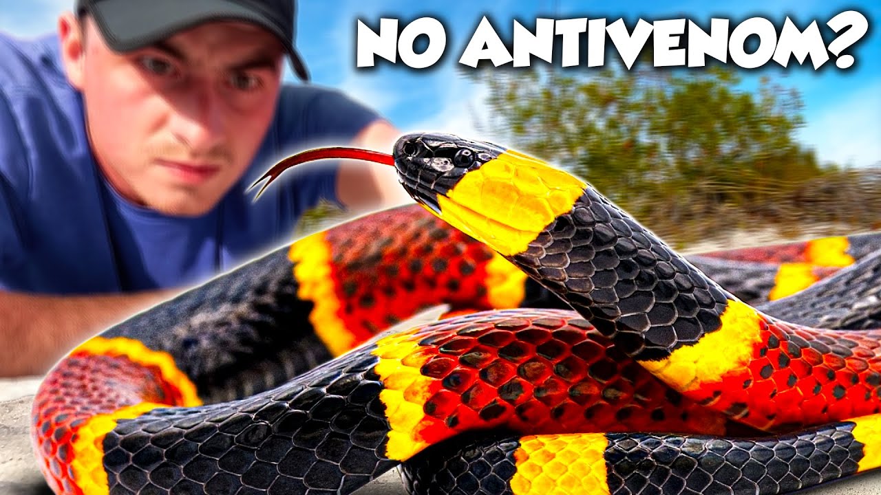 America's Most DANGEROUS Snake ISN'T From The Desert