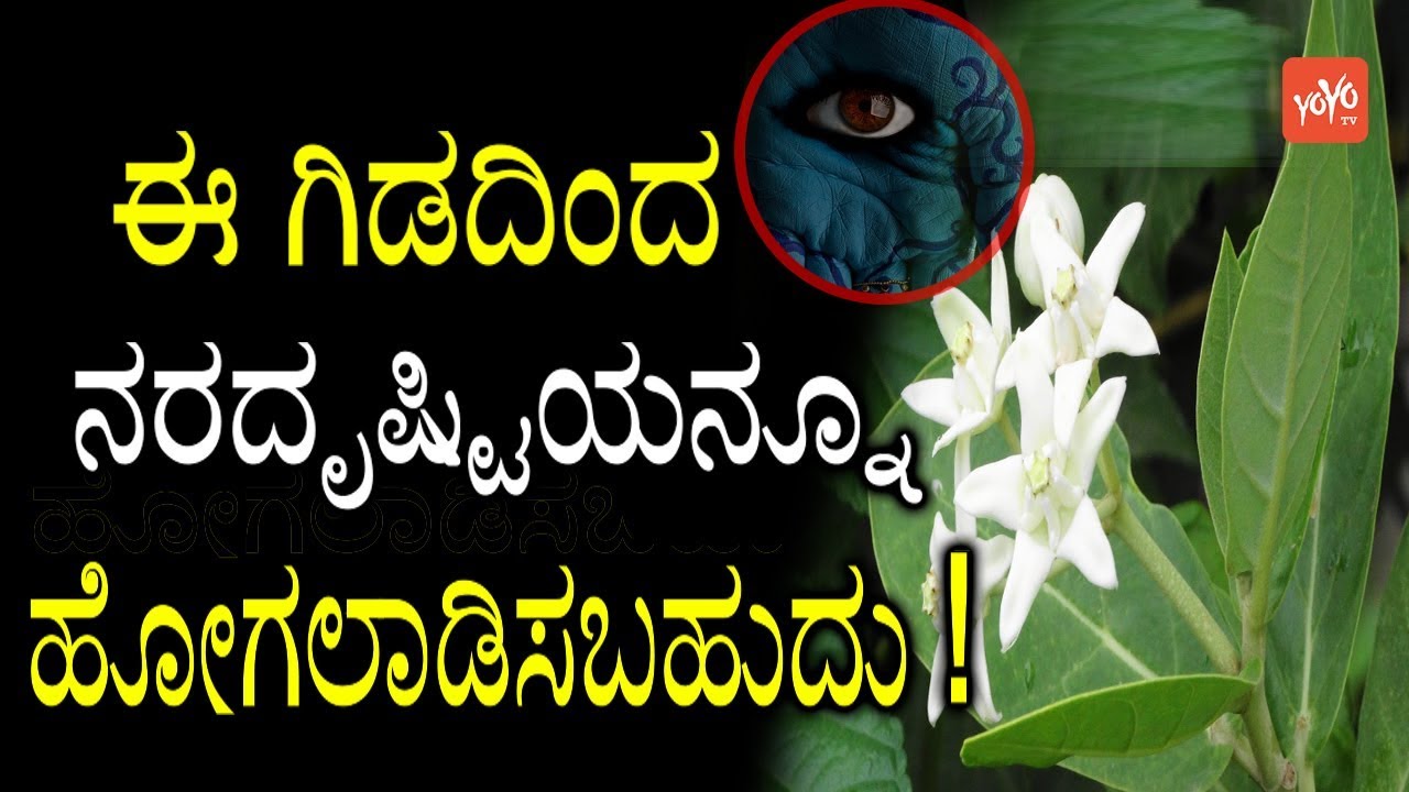 ಈ ಗಿಡದಿಂದ ನರದೃಷ್ಟಿಯನ್ನೂ ಹೋಗಲಾಡಿಸಬಹುದು ! | Nara Drishti for House | Yekkada Gida | YOYO TV Kannada